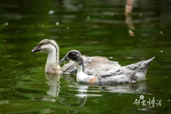品讀《天淨沙·秋思》,一起領略元曲的獨特韻味 品讀《天淨沙·秋思》,一起領略元曲的獨特韻味
