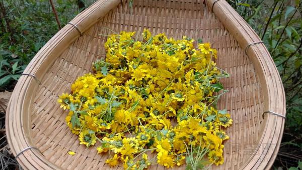 山裡的甘菊有啥用?曬乾用它泡水喝,明目祛風 山裡的甘菊有啥用?曬乾用它泡水喝,明目祛風