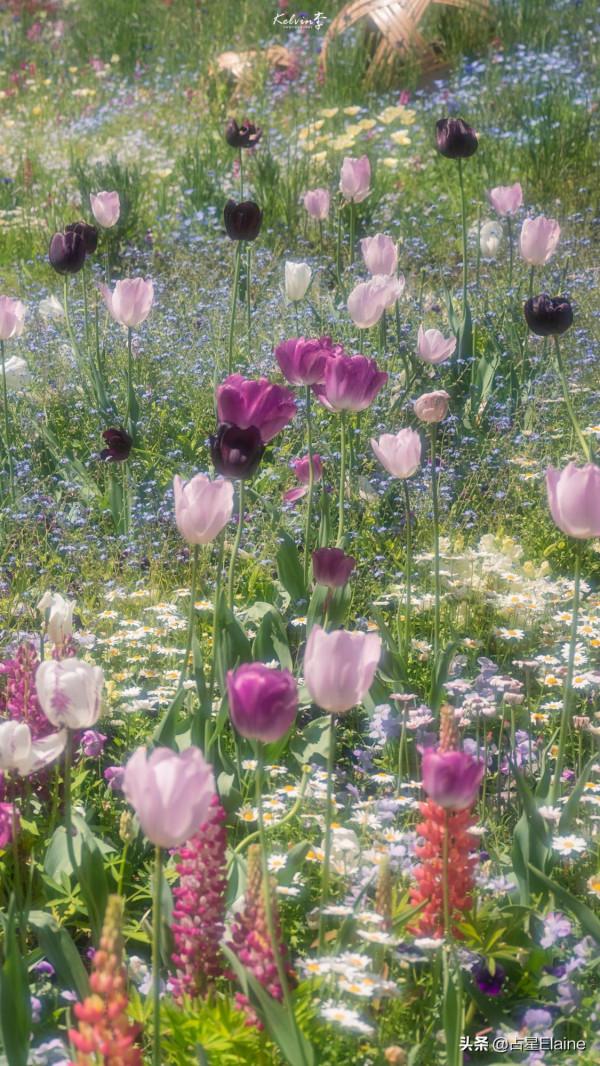 星盤中最重要的宮位是哪幾個? 星盤中最重要的宮位是哪幾個?