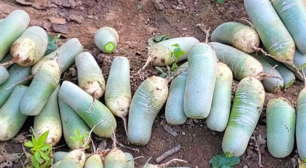 蘿蔔餡包子好吃,調餡有訣竅,教你飯店秘製配方,鮮香味美,真鮮 蘿蔔餡包子好吃,調餡有訣竅,教你飯店秘製配方,鮮香味美,真鮮