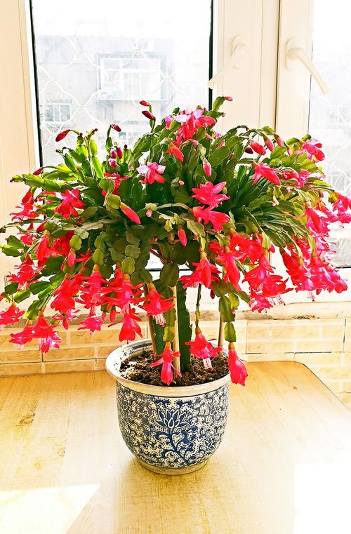 適合立冬後養的“9種花”,喜歡溫涼愛開花,有的花美,有的花香 適合立冬後養的“9種花”,喜歡溫涼愛開花,有的花美,有的花香