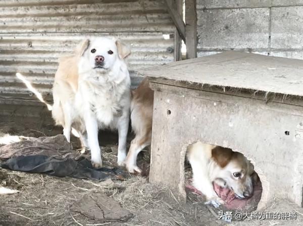 兩隻狗狗被關籠中9年,小狗從小到老未出門,唯有狗媽相伴,可憐 兩隻狗狗被關籠中9年,小狗從小到老未出門,唯有狗媽相伴,可憐