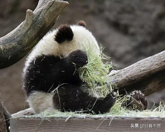中國的國寶&mdash;&mdash;熊貓