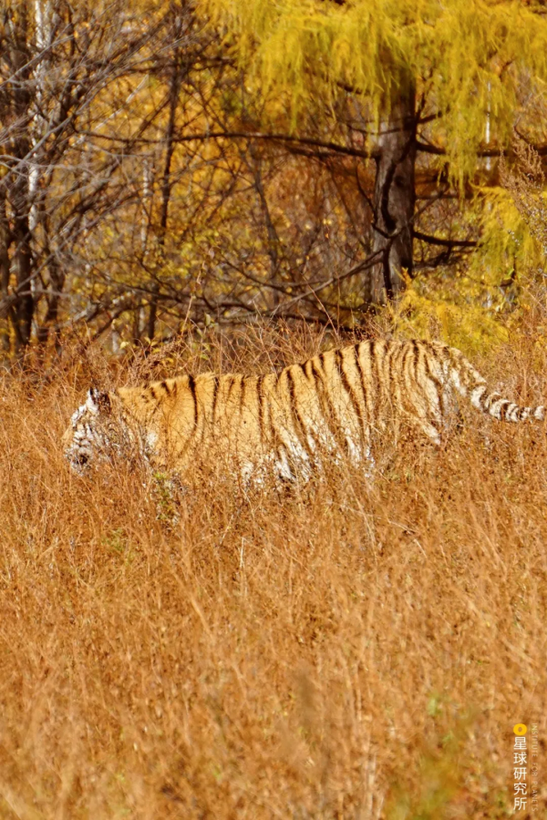 &quot&semi;meng&quot&semi;虎出山，虎年新春帶你看老虎的前世今生