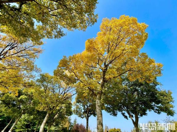 秋染白沙河 遨遊在畫中