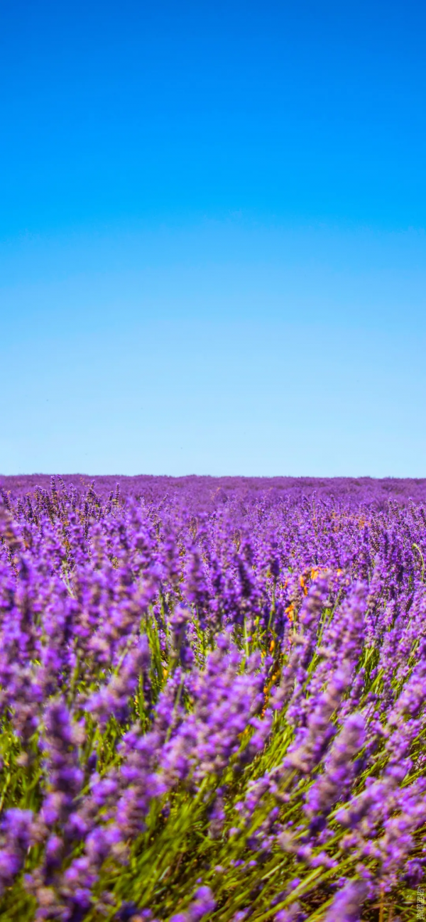 桌布：今天的桌布很好看