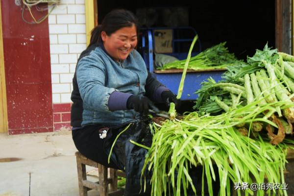 農村低調的“懶人菜”，種植成本低，加工後能吃一冬天