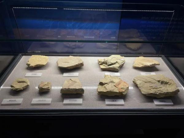 今天,邀請你一起去湖南省地質博物館,看萬物征途 今天,邀請你一起去湖南省地質博物館,看萬物征途