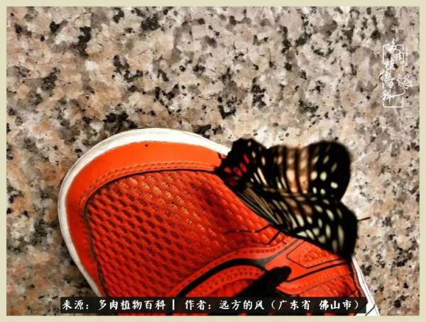 我若盛開，蝴蝶愛來不來