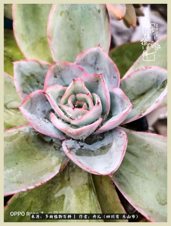 我的長生草秘密花園4：收集整理也是一種快樂