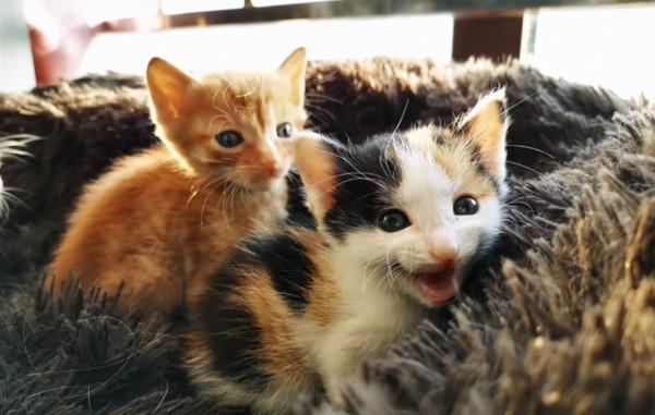 撿到一隻鴛鴦眼橘貓，貓很美，可一天後發現，我被它騙了