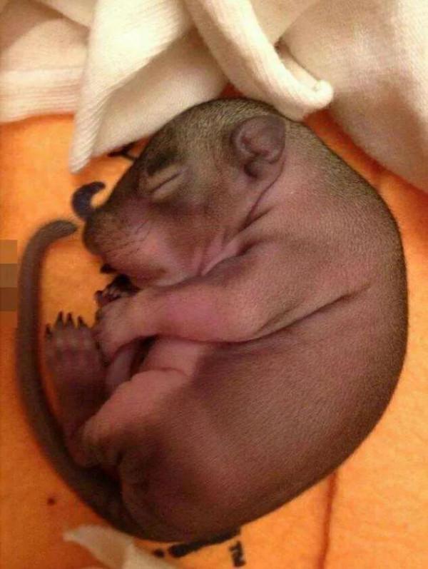 撿到一隻小動物，養了一段時間後，獲得意外的驚喜