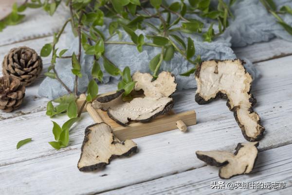 脂肪肝？送你七味中藥，清熱利溼，健脾祛痰