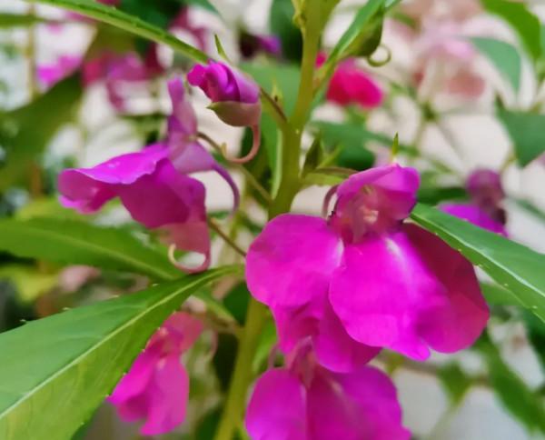 這4種花不易生病好養活，開花就爆盆，園藝新人小白入手不吃虧