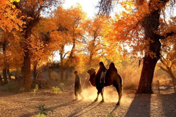 寒冬將至，在心裡重溫深秋的溫暖與美好