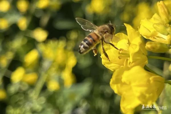 今天，宜到玉溪的油菜花田感受春天