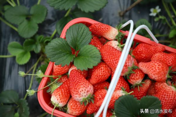 【組圖】草莓：紅果綠葉香滿園