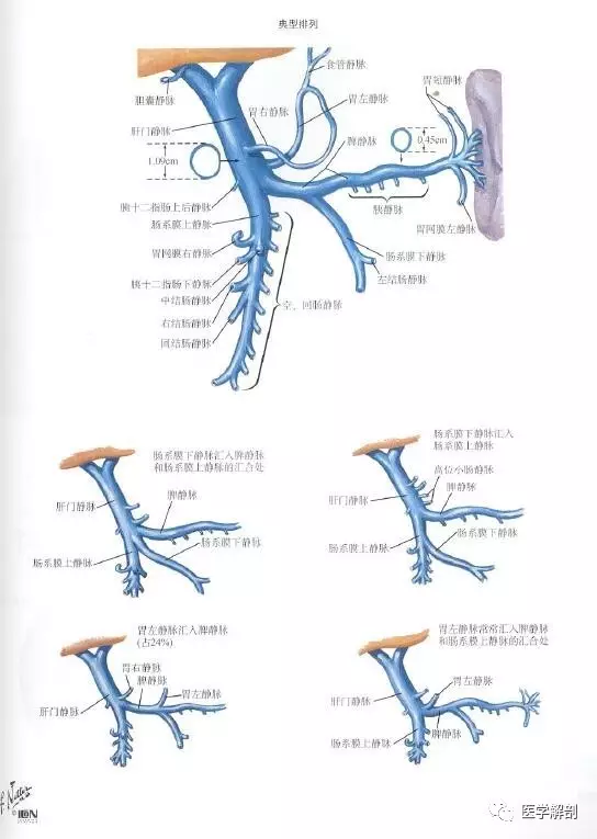 肝門靜脈的解剖與生理病理特點
