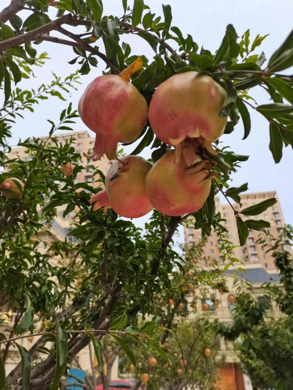 五十年前中秋舊作打油詩