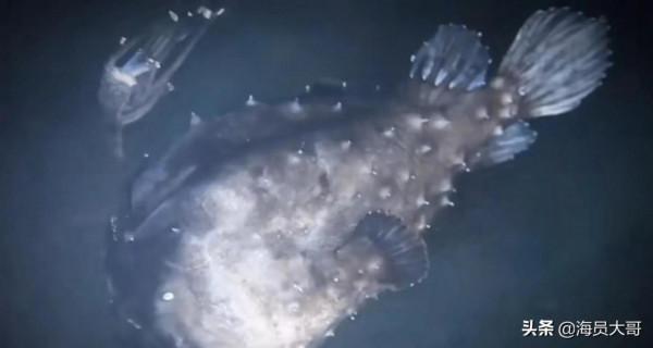 做海員多年，最快樂的就是到那些不吃海鮮的國家，釣各種奇怪的魚