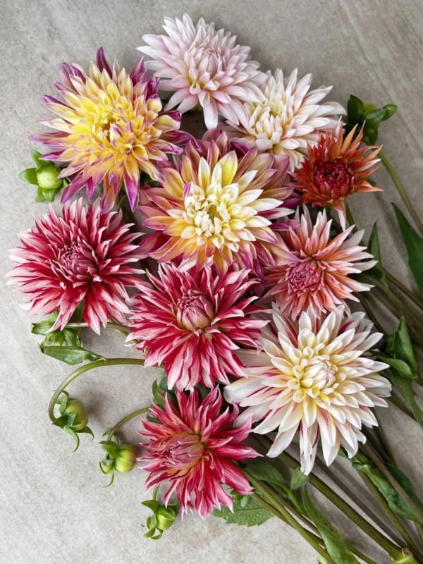 植庫‖豐富多彩的大麗花竟被冠為慘案之名？