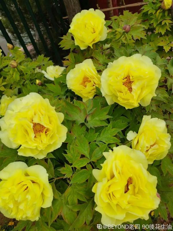 “外甥正月不剃頭”，8種花正月不能剪，還要再忍1個月