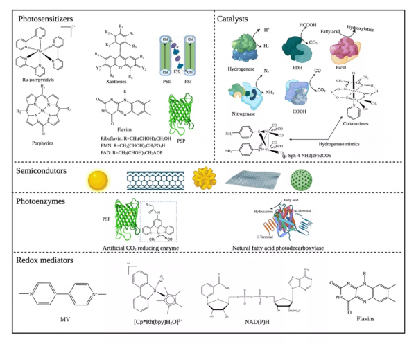 王博/鍾超/姜志鋒|全面解析半人工光合作用的“前世今生” 王博/鍾超/姜志鋒|全面解析半人工光合作用的“前世今生”
