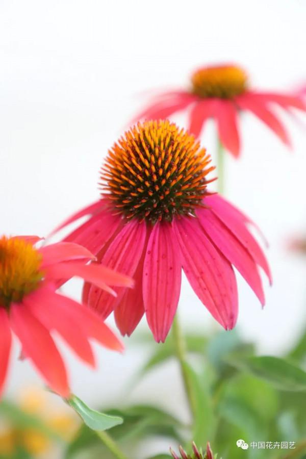 松果菊“波利綵球”極具市場潛力與競爭力 | 新品