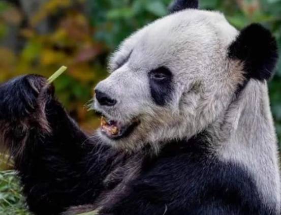 發生了什麼？旅美大熊貓&OpenCurlyDoubleQuote;丫丫&rdquo;瘦骨嶙峋，美方卻稱是自然老去