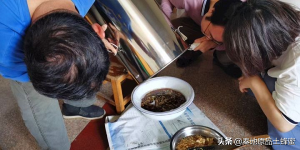 為什麼養蜂老齡化越來越嚴重「①意蜂農篇」