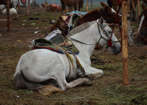 “當家主母殺貓事件”登上熱搜:倘若藝術沾了鮮血,觀眾寧願不看 “當家主母殺貓事件”登上熱搜:倘若藝術沾了鮮血,觀眾寧願不看