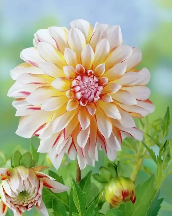 植庫‖豐富多彩的大麗花竟被冠為慘案之名？