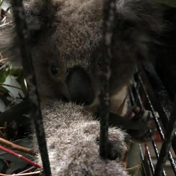從被遺棄到當英雄，澳洲這隻狗狗，在大火中救下100多隻考拉