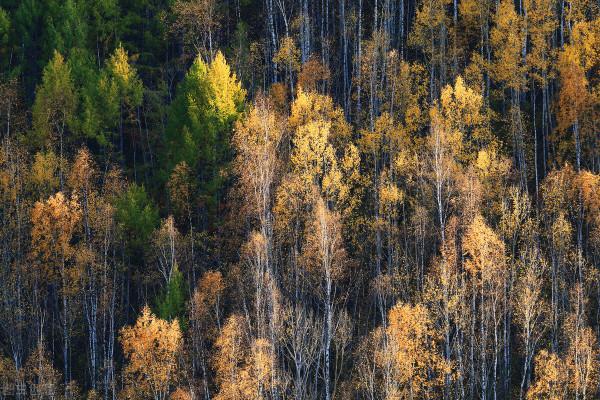 一省一秋!各省秋色“當紅”代言人,你的家鄉上榜了嗎? 一省一秋!各省秋色“當紅”代言人,你的家鄉上榜了嗎?