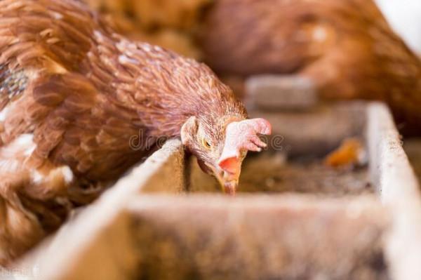 教你如何挑出下蛋多，蛋殼好的高產雞