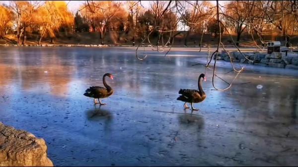 冬季夕陽西下之前的圓明園湖畔