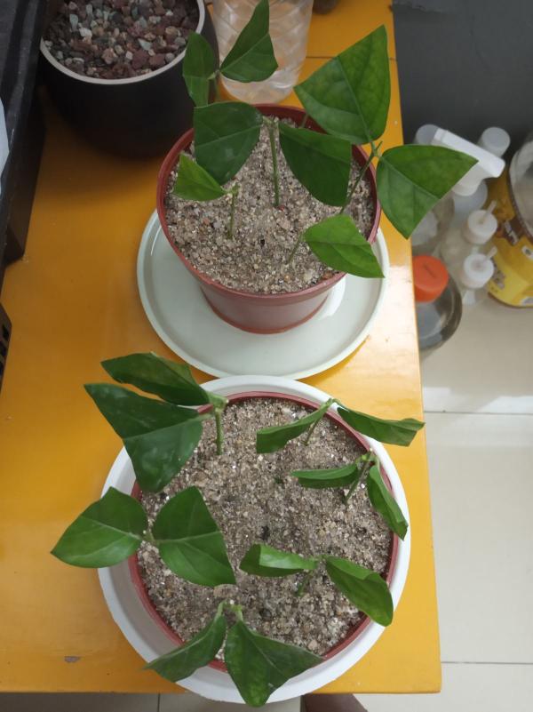 初秋養花，3種花別花錢買，掰個枝條插土裡很快長芽