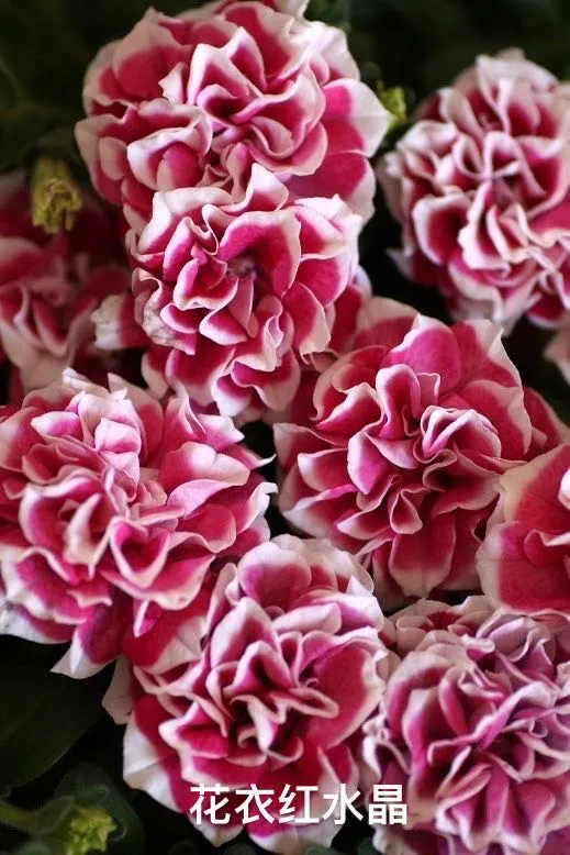 網紅矮牽牛品種介紹：愛慕系列、天空家族系列、花衣系列等