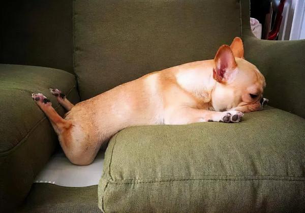 愛犬走路一瘸一拐，它是骨折了嗎？該怎麼辦？