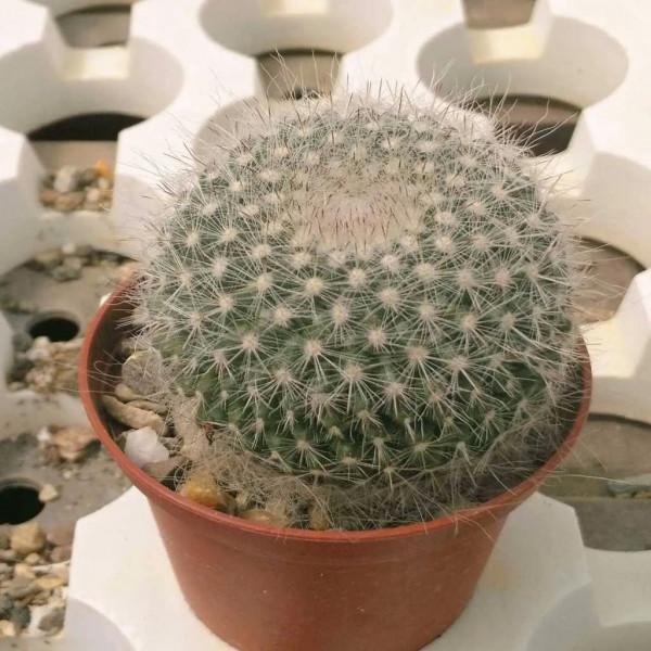 盆栽玉翁養護指南，不太扎手的仙人掌，它的頭頂可以一圈花環