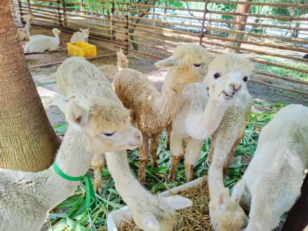 它們來啦!羊駝、設特蘭矮馬、浣熊等一大波萌寵,等你來圍觀 它們來啦!羊駝、設特蘭矮馬、浣熊等一大波萌寵,等你來圍觀