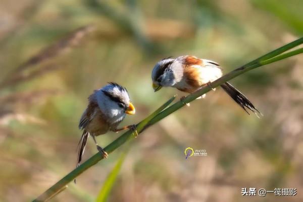 鳥兒美成雙。杭州翁劍敏/攝影 鳥兒美成雙。杭州翁劍敏/攝影