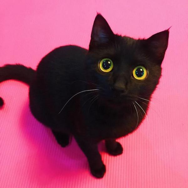 這些貓為了保護主人，可以連命都不要，太有安全感了