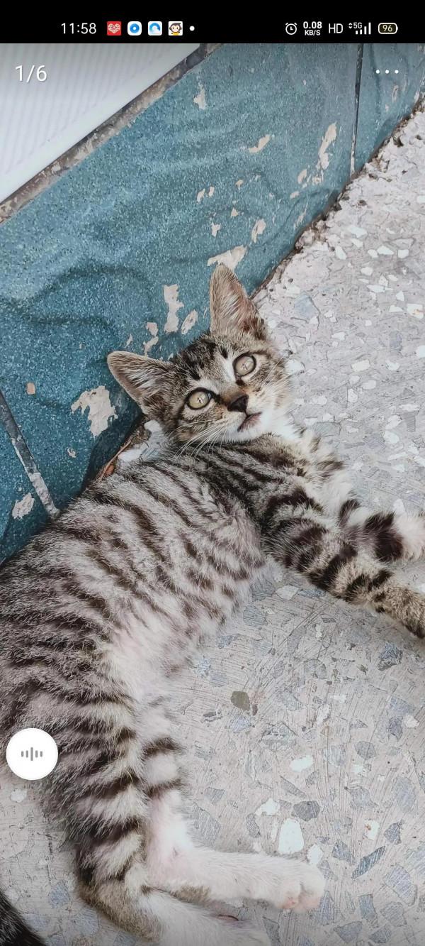 二年級作文小花貓