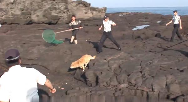 狗狗被主人拋棄卻渾然不知,每天站在岩石上等候,令人心疼不已 狗狗被主人拋棄卻渾然不知,每天站在岩石上等候,令人心疼不已