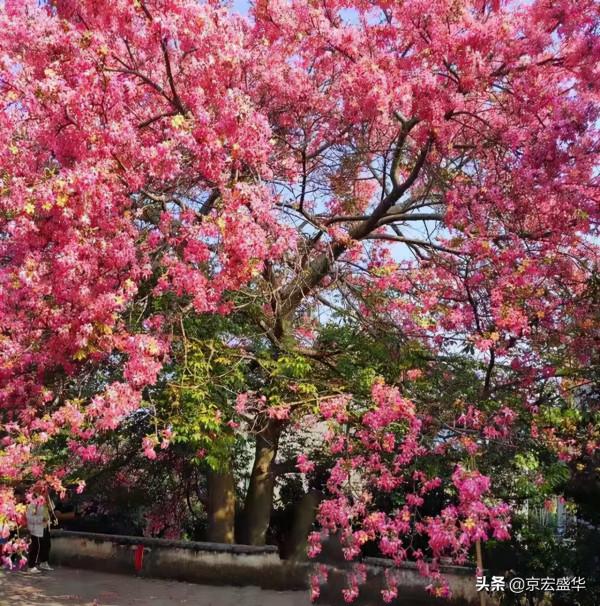 廣東大冬天路邊怒放的花，太美了！忍不住停下腳步觀賞