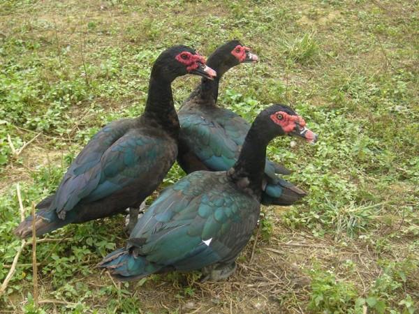 番鴨的臉不紅，長得慢的原因如何科學飼養番鴨讓番鴨快速紅臉的藥