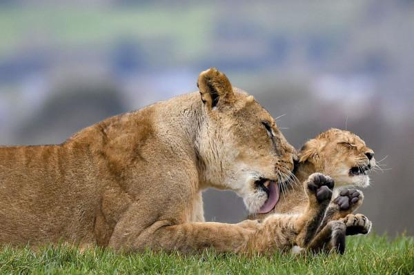 「血獅子」矛盾黃昏：南非禁止的獅子養殖產業鏈