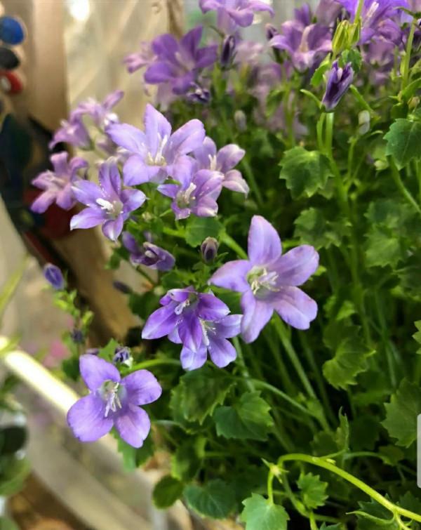 鈴兒響叮噹，迷你三胞胎：風鈴草，鈴蘭，鈴鐺花。你能分清嗎？