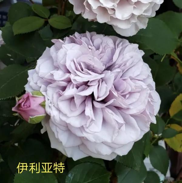 木村卓功及木村系列月季品種（4）